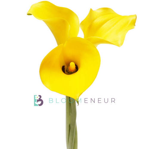 Mini Callas