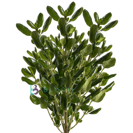 Pitosporum
