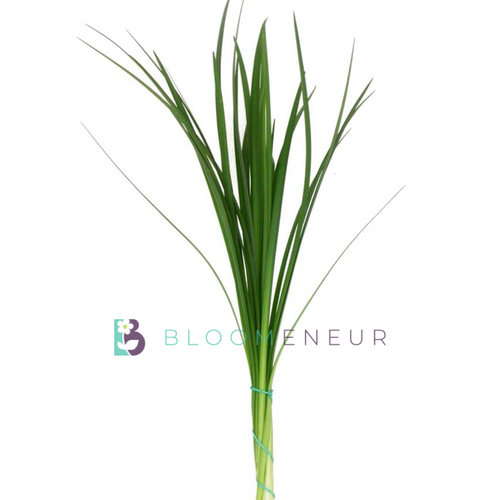 Lily Grass