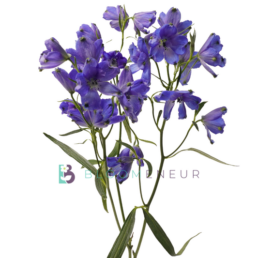 Delphinium