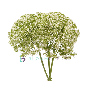 Ammi Majus