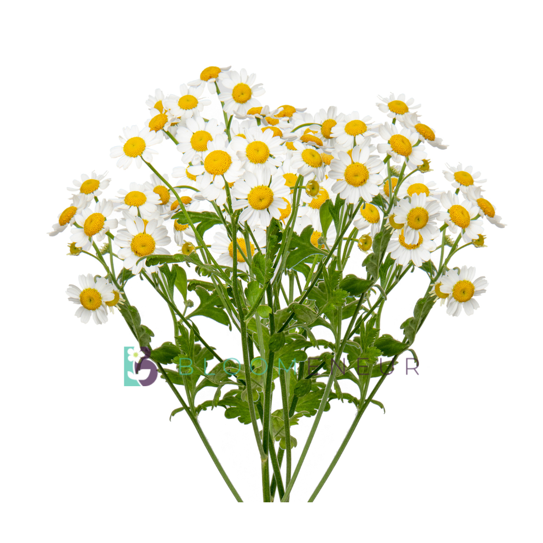 Matricaria