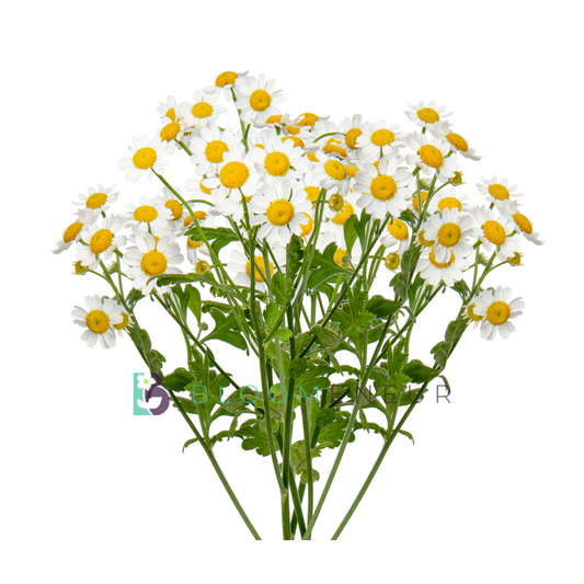 Matricaria