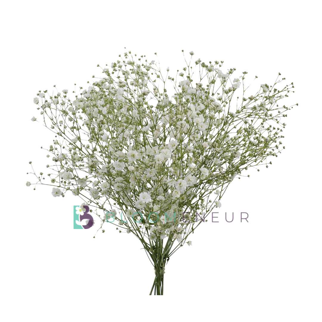 Gypsophila