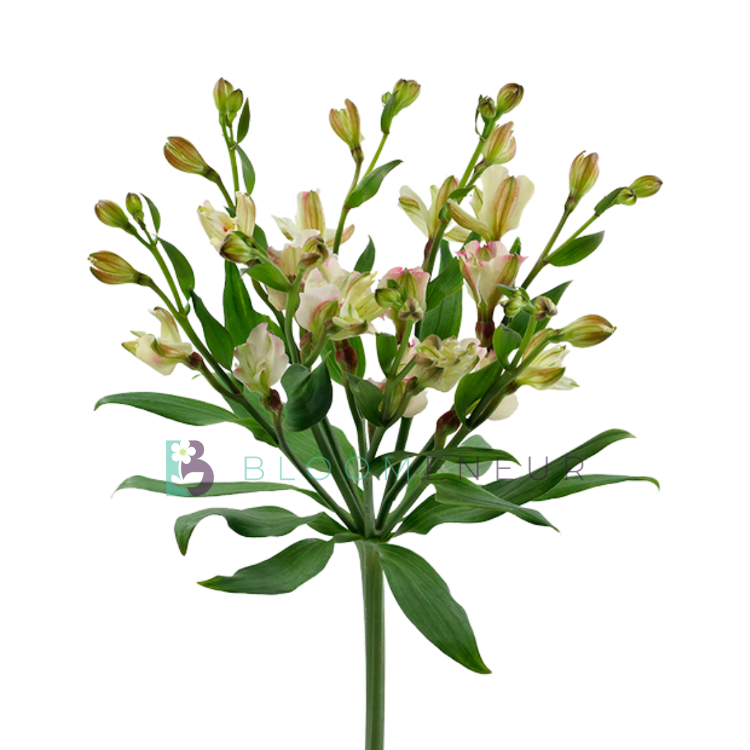 Florinca