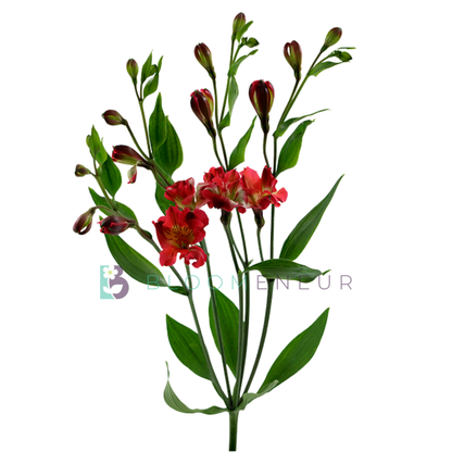 Florinca
