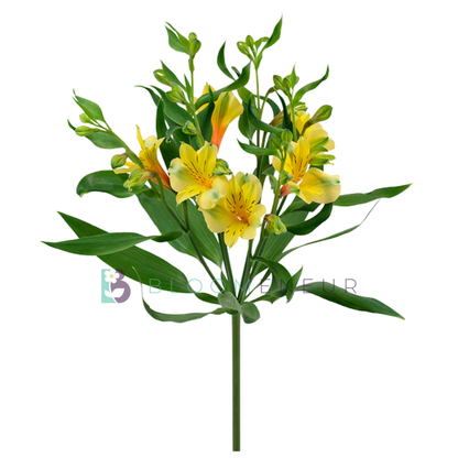 Florinca