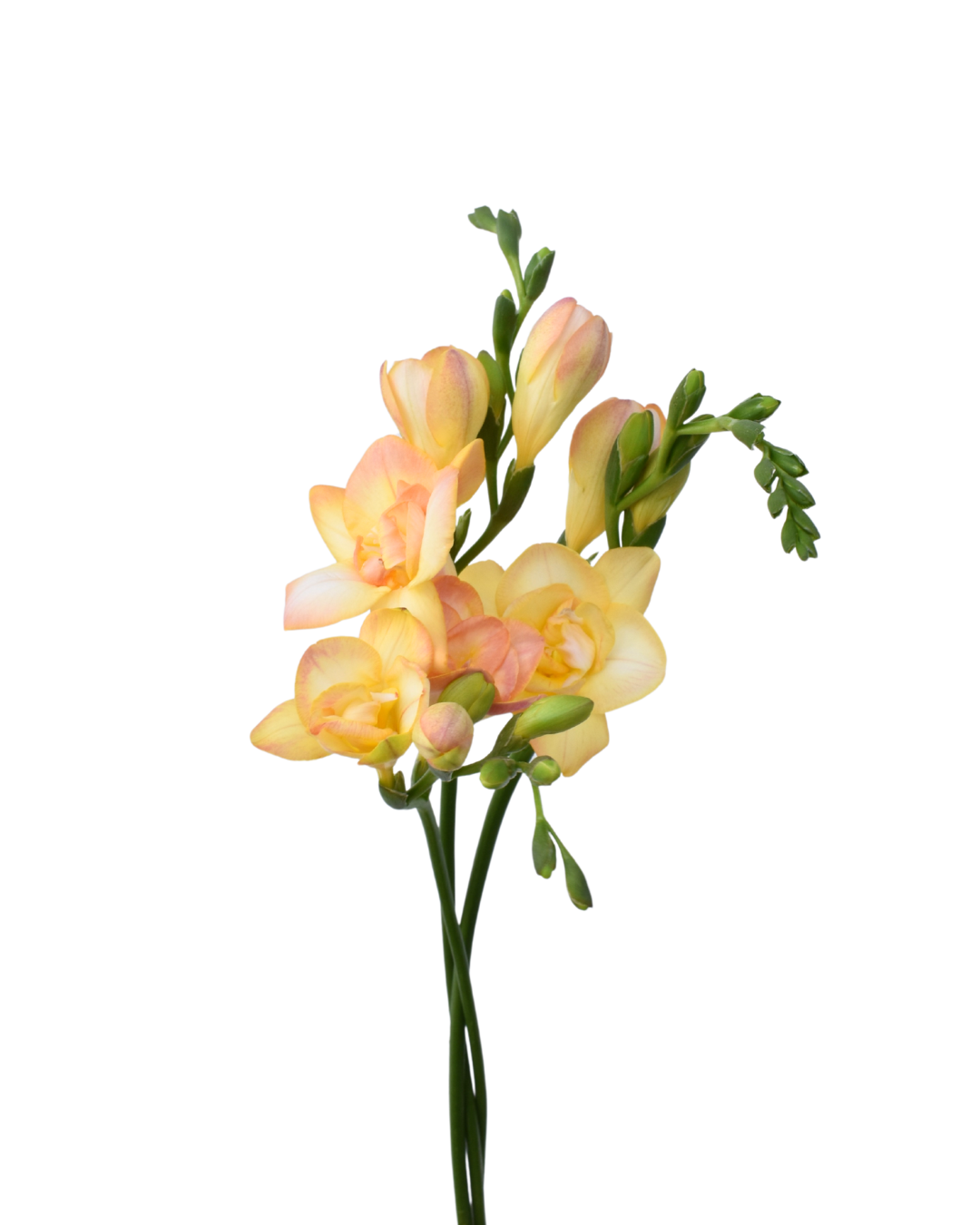 Freesia