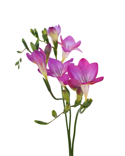Freesia