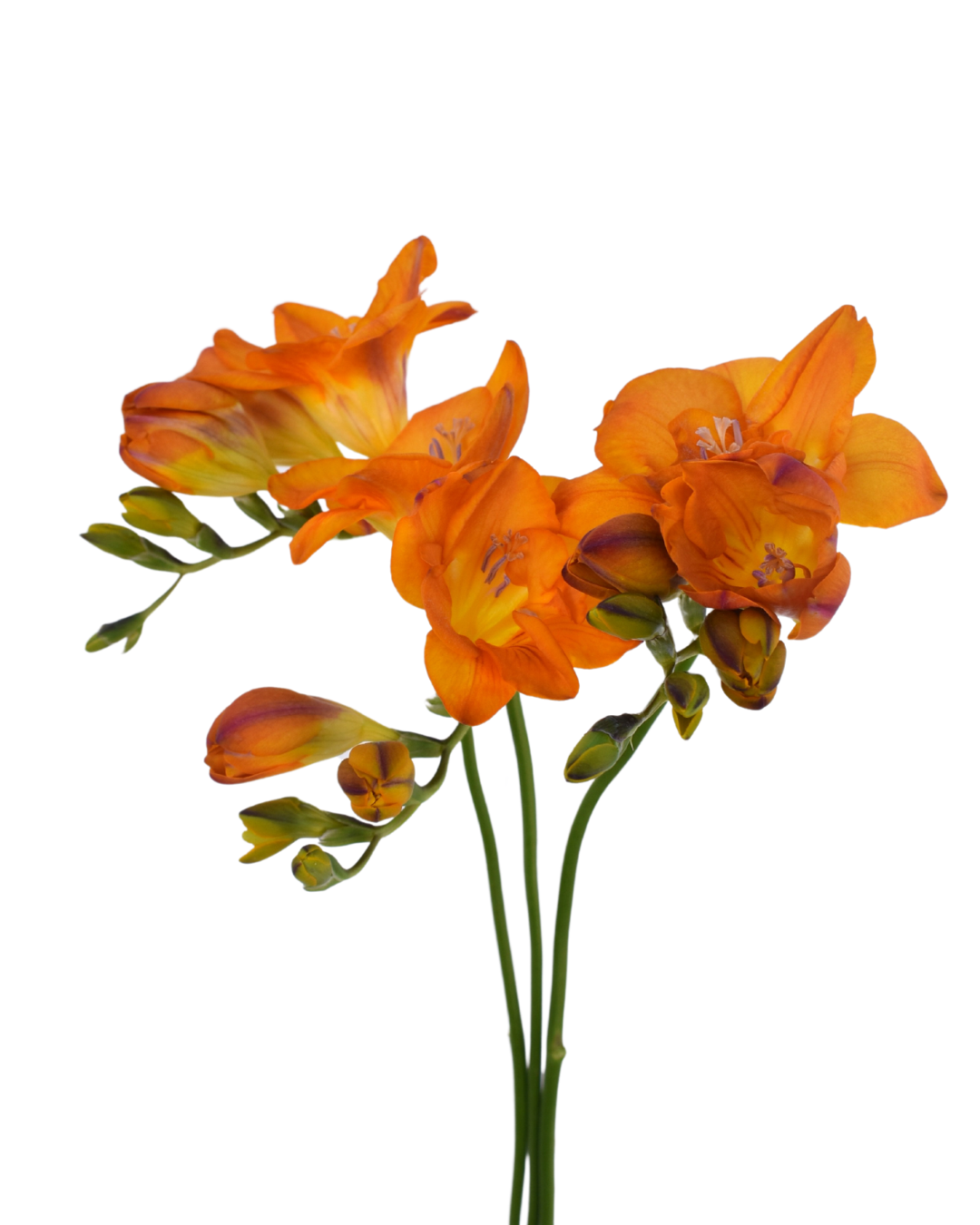 Freesia