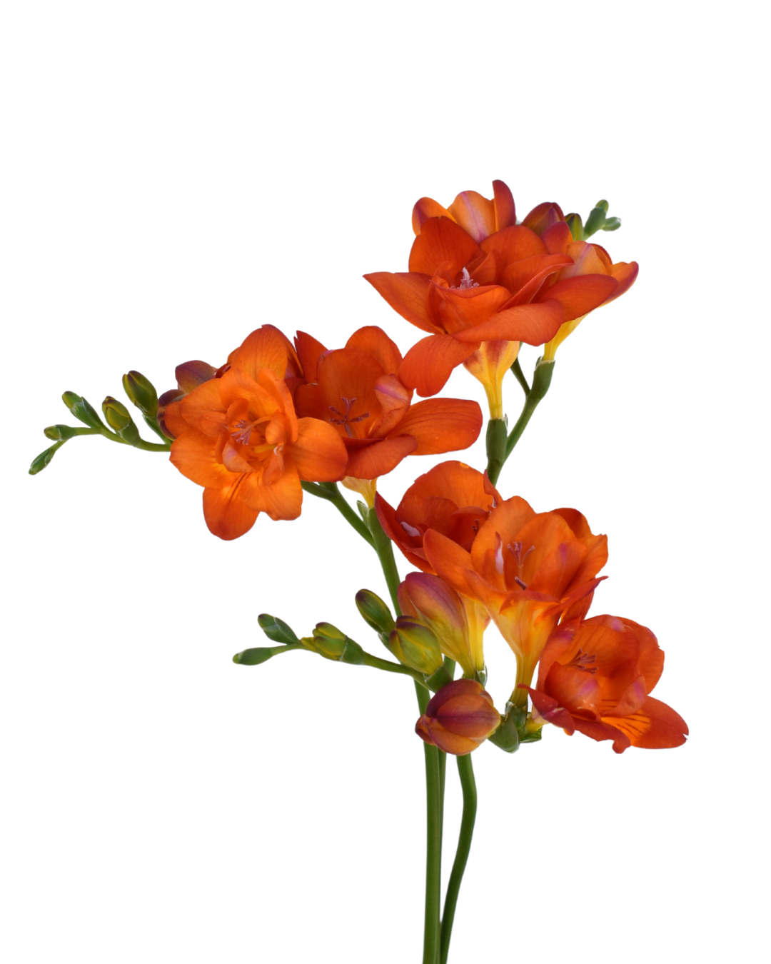 Freesia