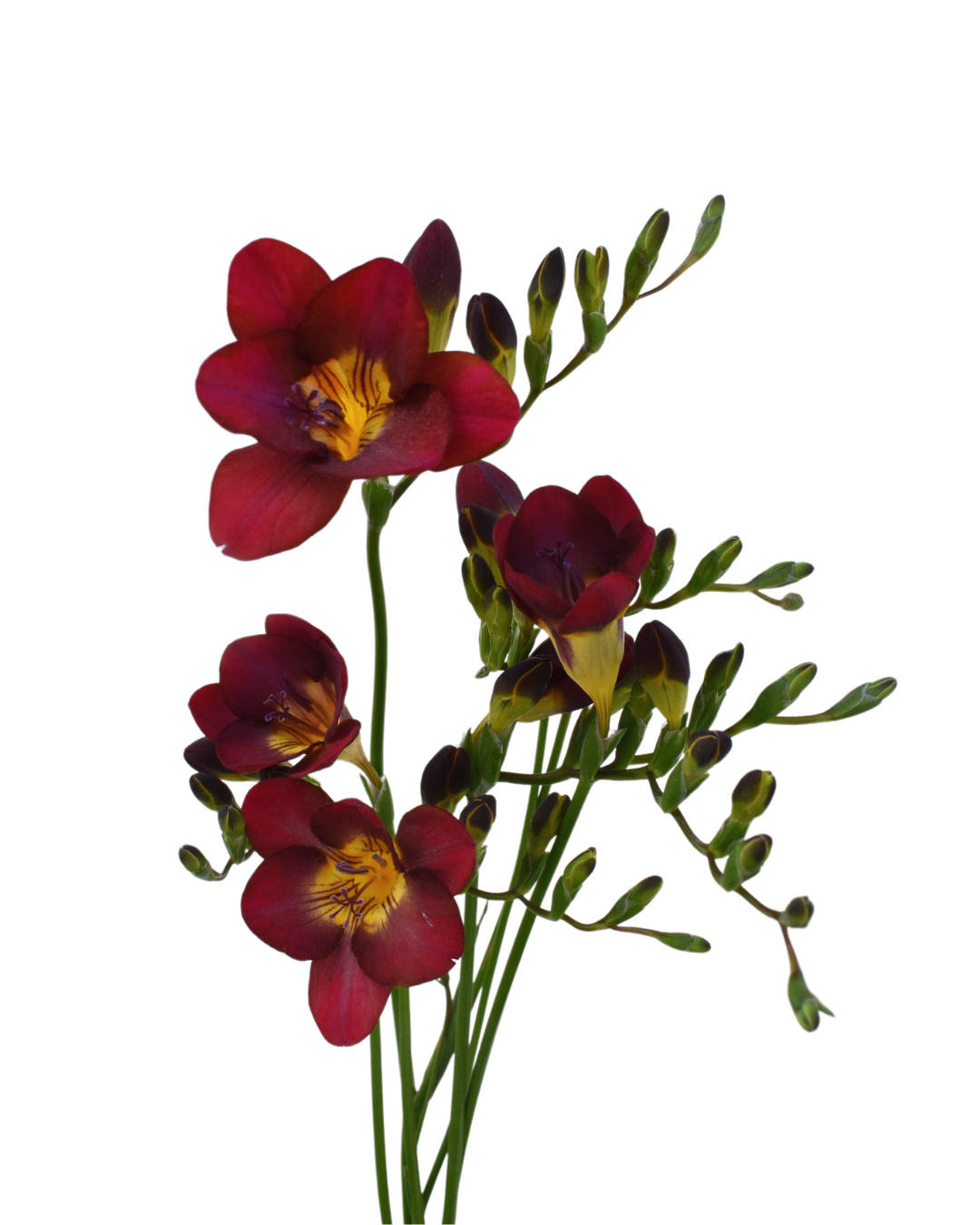 Freesia