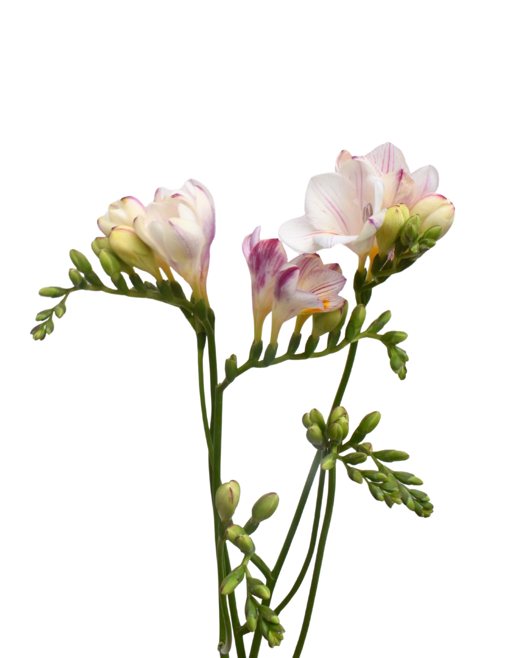 Freesia