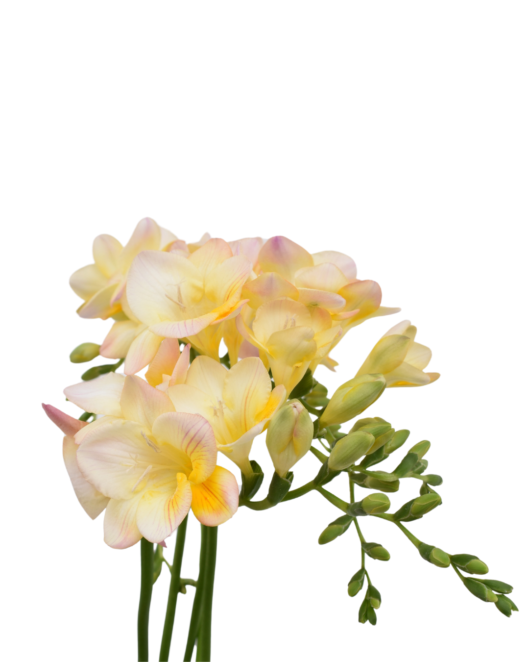 Freesia