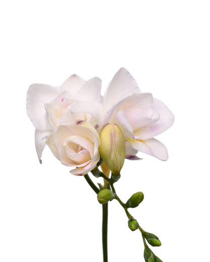Freesia