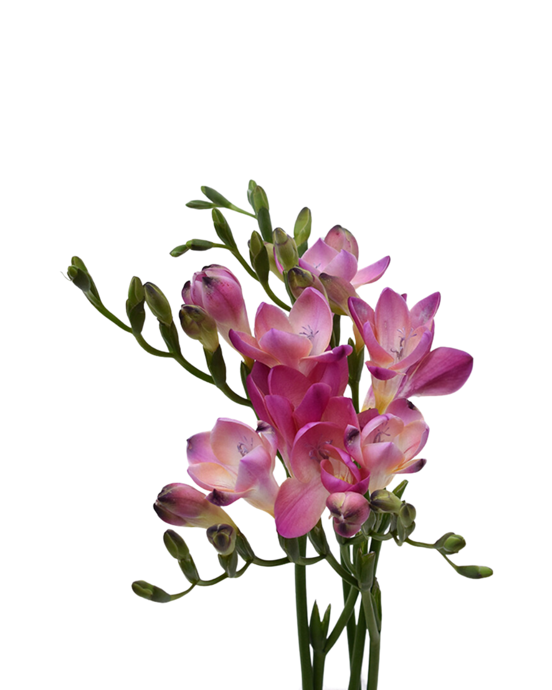 Freesia