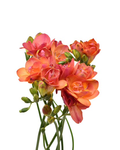 Freesia