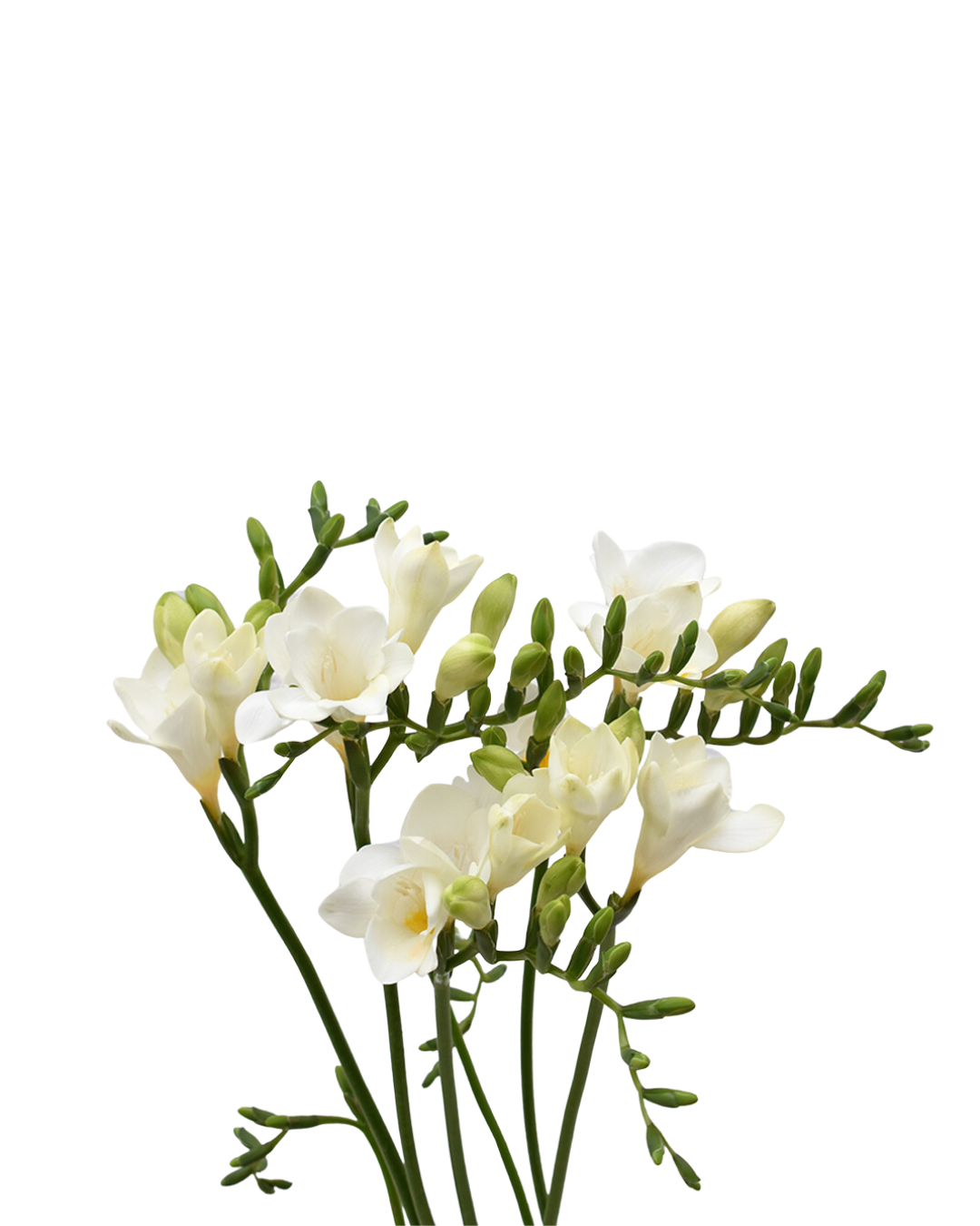 Freesia