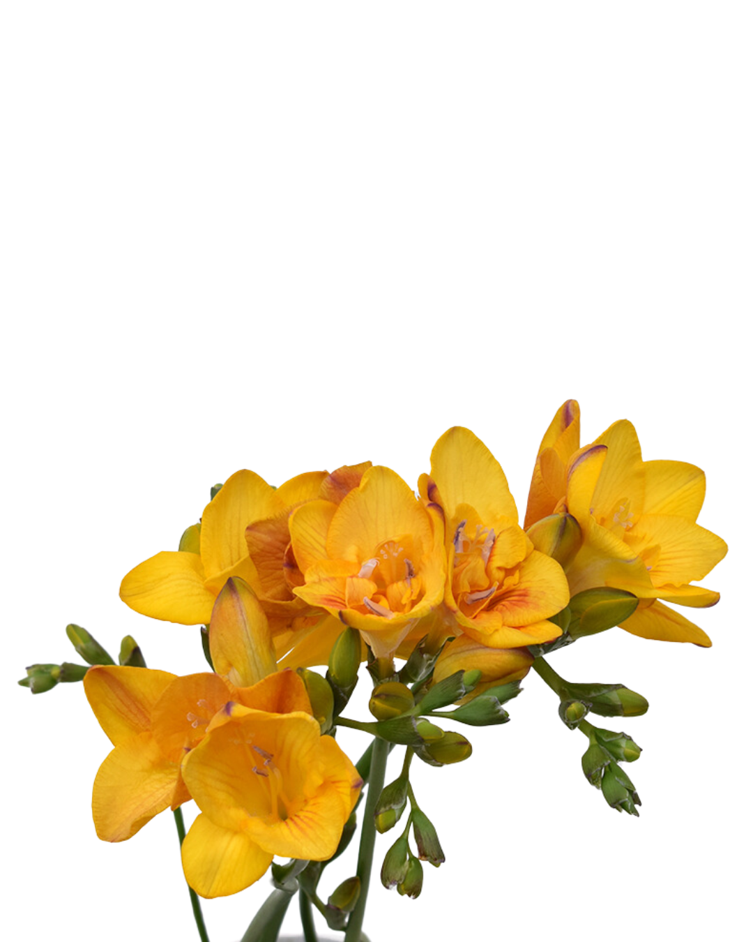 Freesia