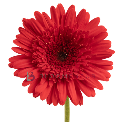 Gerbera