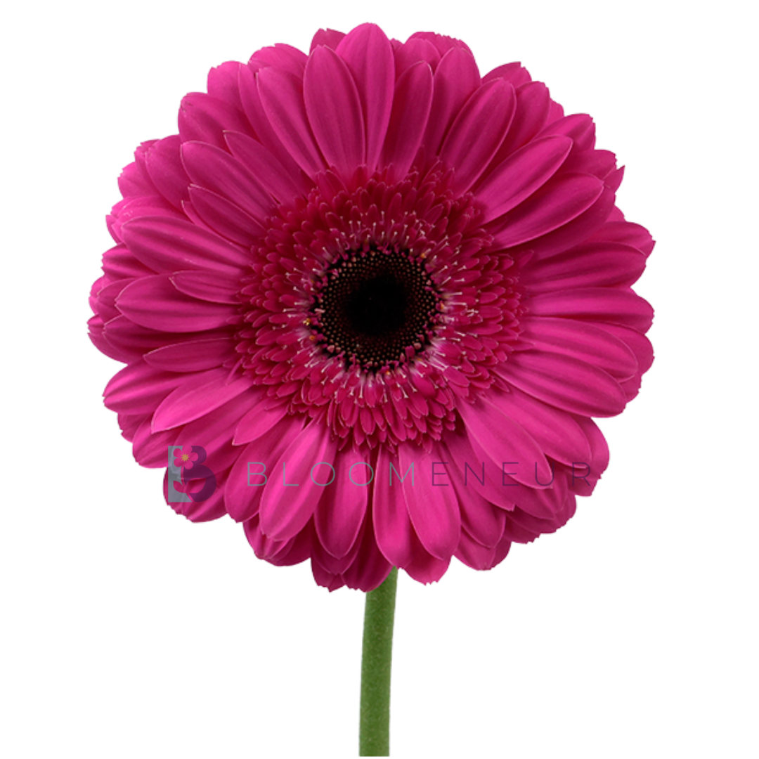 Gerbera