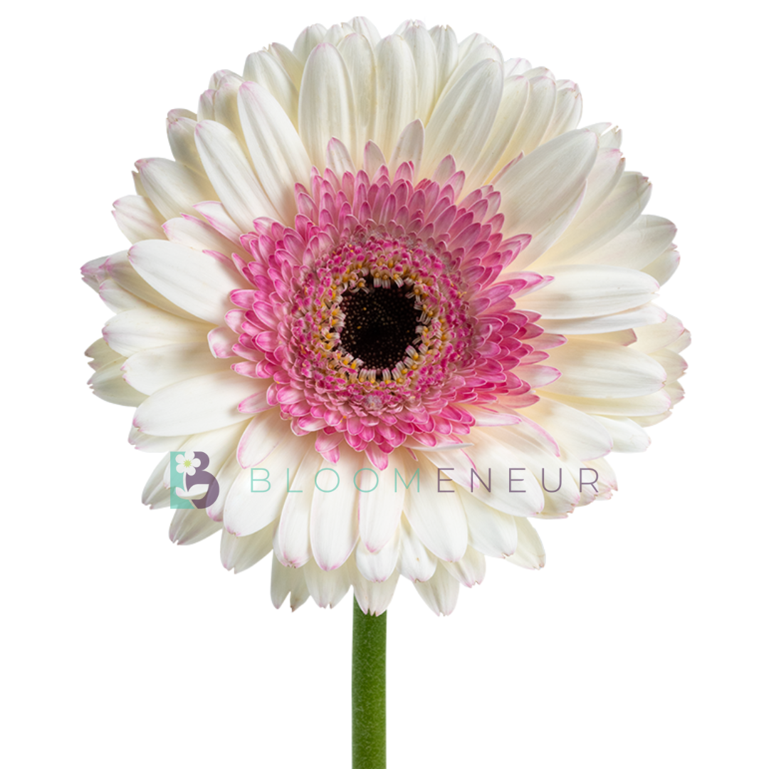 Gerbera