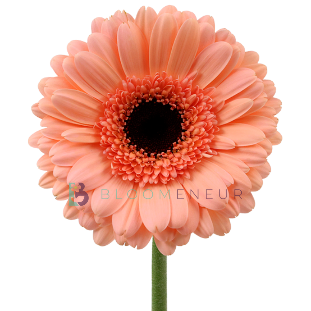 Gerbera