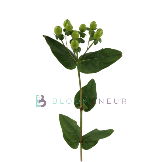 Hypericum