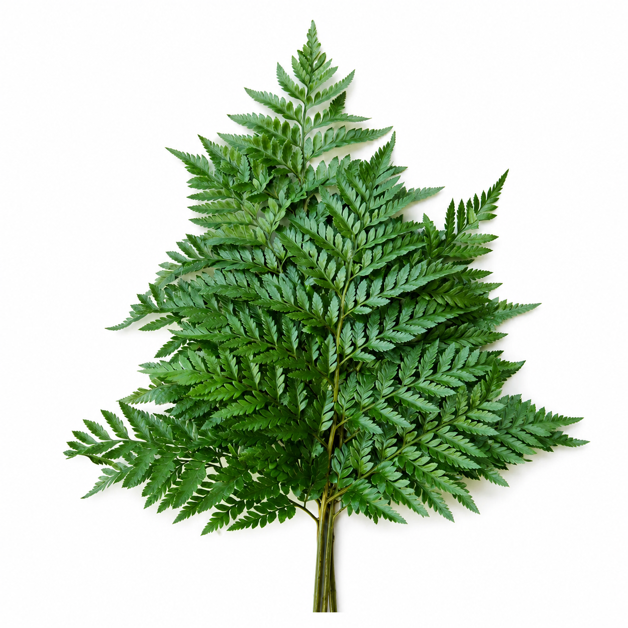 LEATHERLEAF