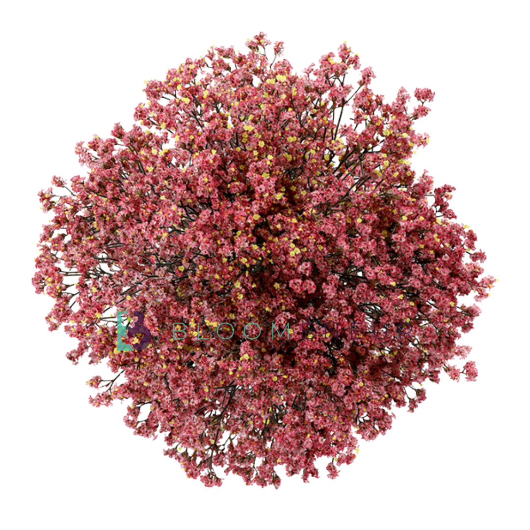 Limonium
