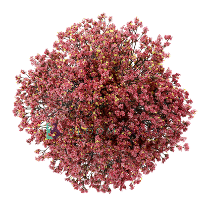 Limonium