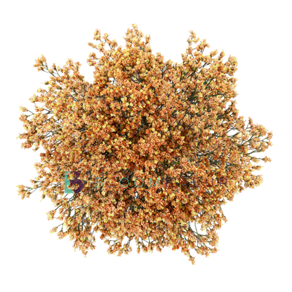 Limonium