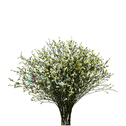 Limonium