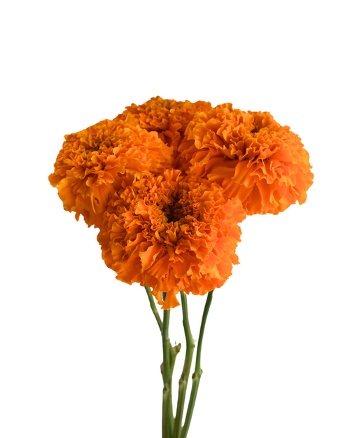 Mariglods