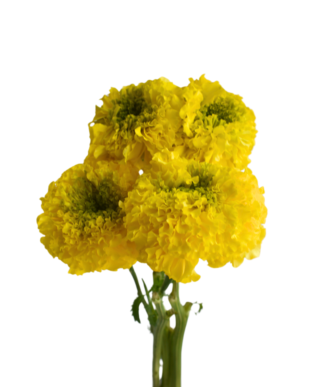 Mariglods