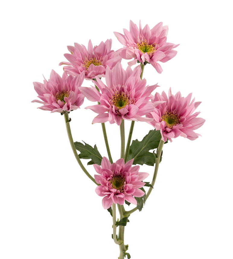 Novelty Pom
