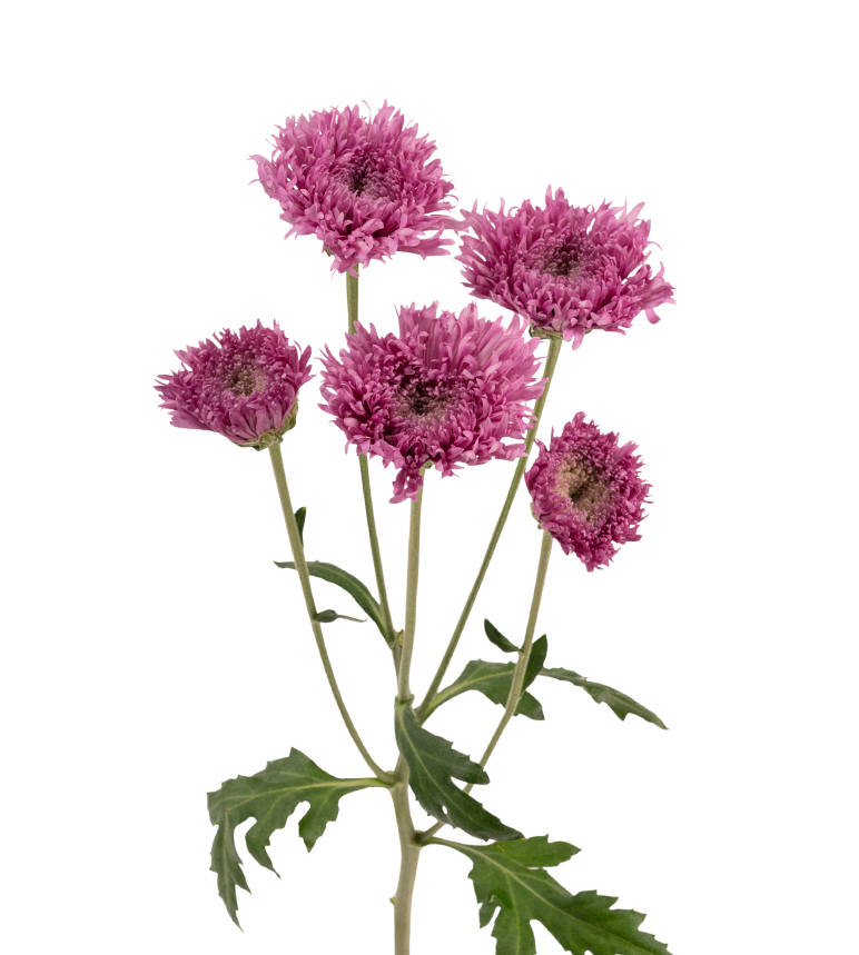 Novelty Pom