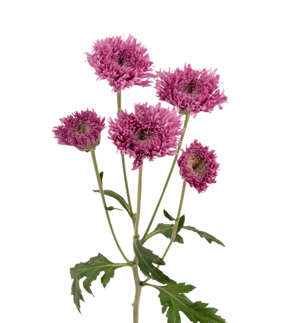 Novelty Pom