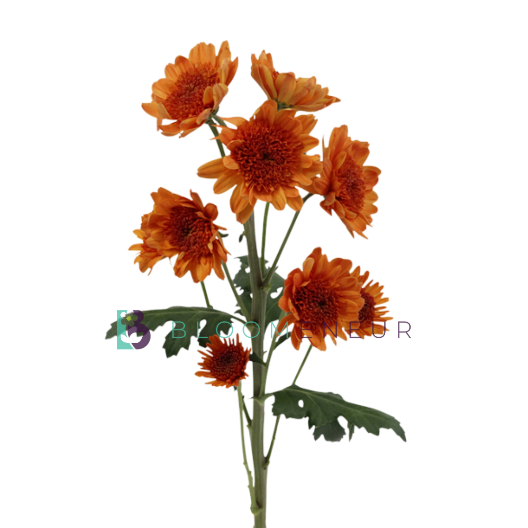Novelty Pom