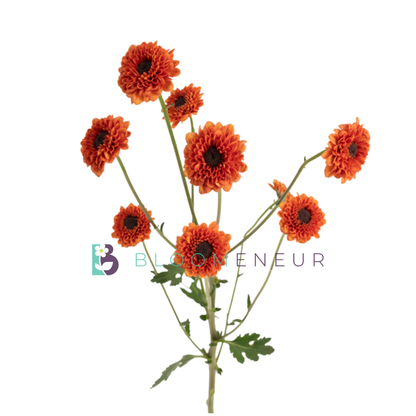 Novelty Pom