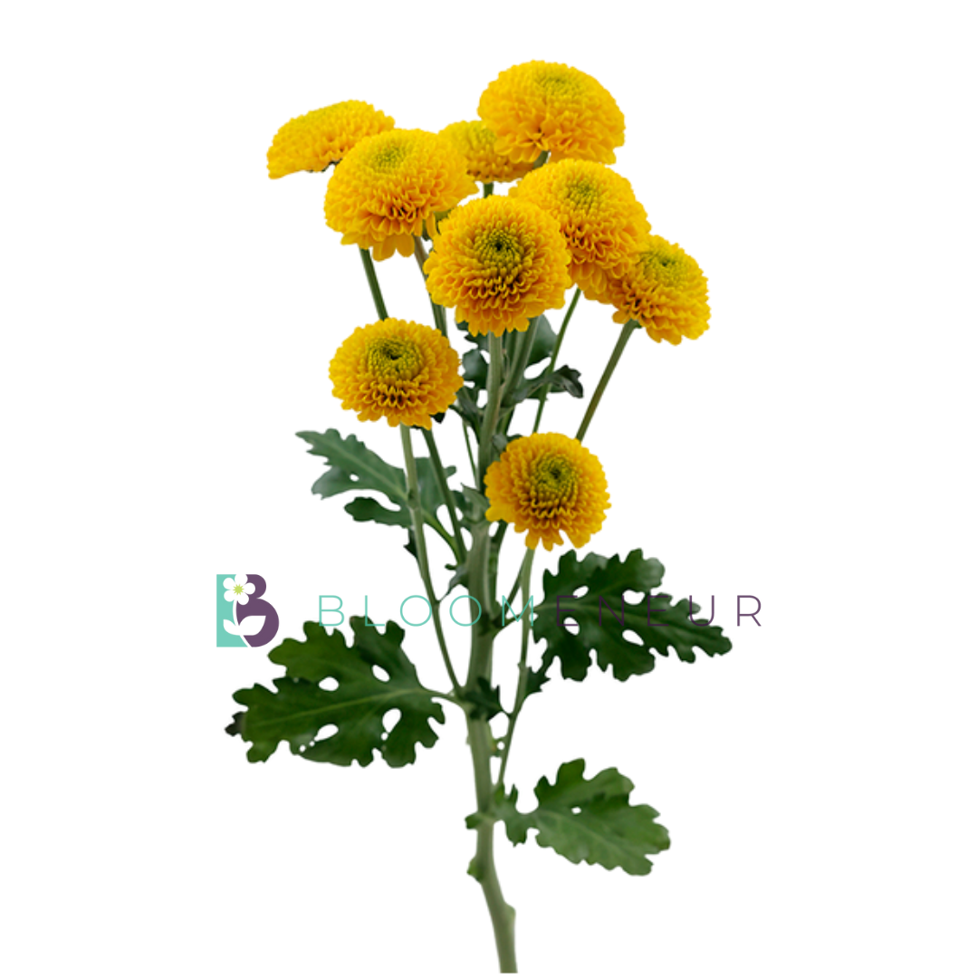 Novelty Pom