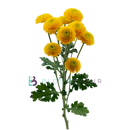 Novelty Pom