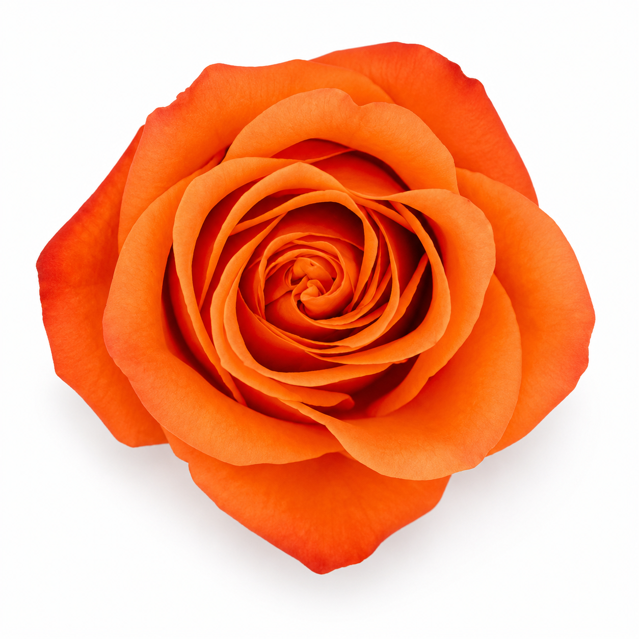 Orange Crush