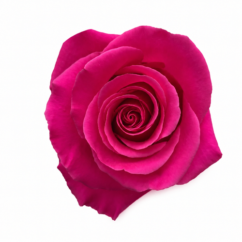 Pink Floid