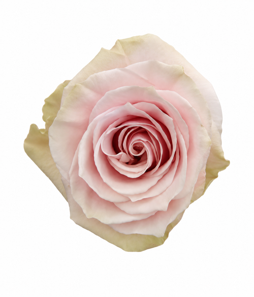 Pink Mondial