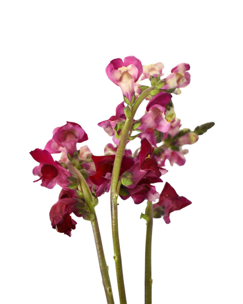 Snapdragons