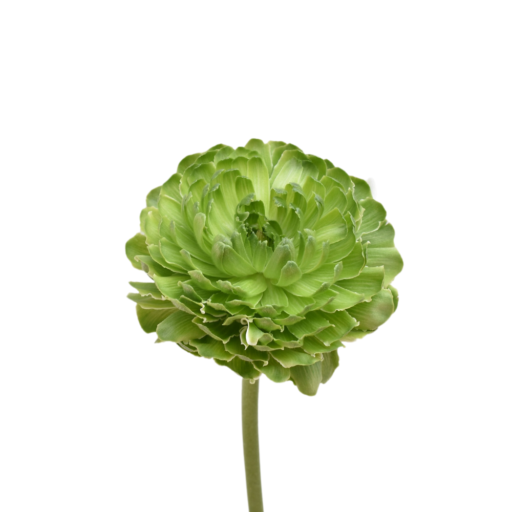 Butterfly Pom Pom
