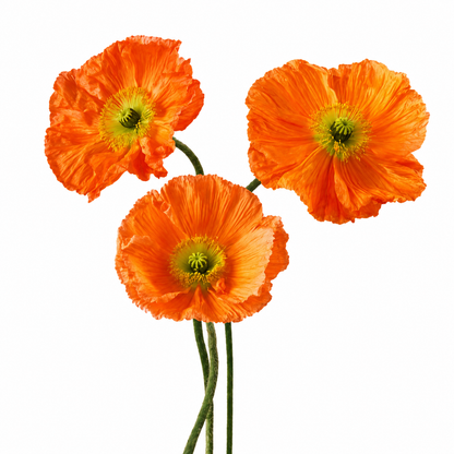 Poppies