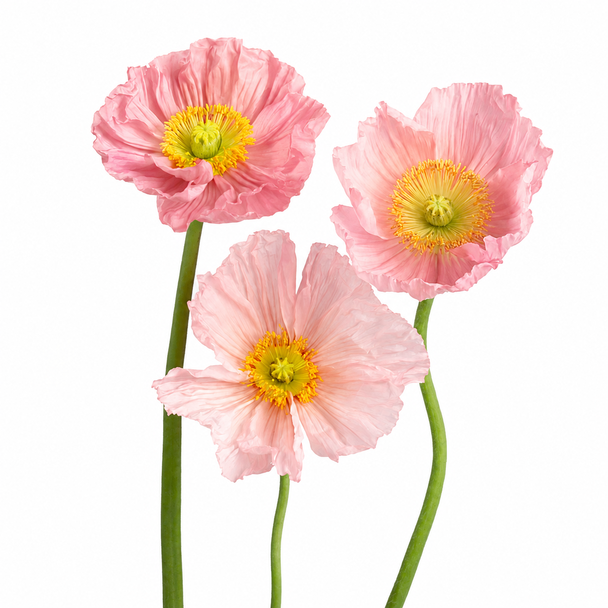 Poppies
