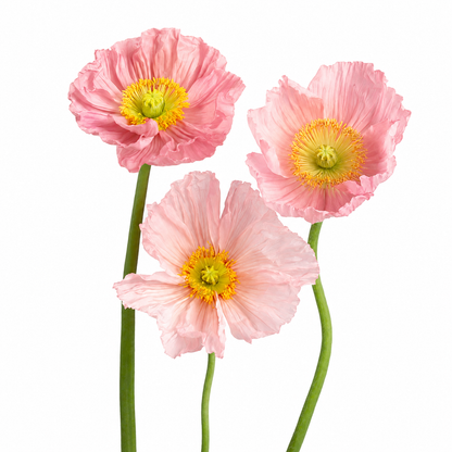 Poppies